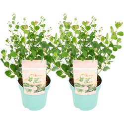 Eucalyptus Botanic Hearts - Set van 2 - Pot 19cm - Hoogte 40-50cm