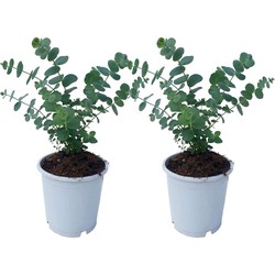 Eucalyptus Pulverulenta 'Babyblauw' - Set van 2 - Pot 13cm - Hoogte 25-40cm