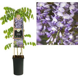 3 stuks - Klimplant Wisteria sinensis Prolific 75 cm
