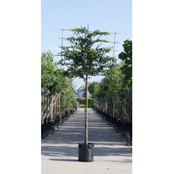 Haagbeuk als leiboom Carpinus betulus h 270 cm st. omtrek 10 cm st. h 150 cm