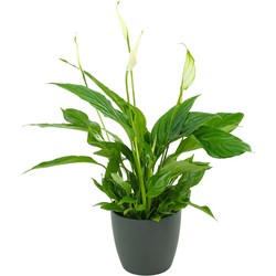 ZynesFlora - Spathiphyllum Vivaldi in Sierpot Grijs - Kamerplant in pot - Ø 12 cm - Hoogte: 35 - 40 cm - Luchtzuiverend - Lepelplant