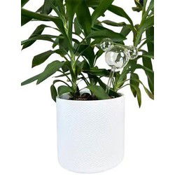 Plant Reservoir Mickey ears glass