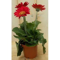 3 stuks! Gerbera Rood