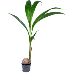 Cocos 'Nucifera' - Kokospalm - Kamerplant - Tropisch - ⌀19 cm - ↕110-120 cm