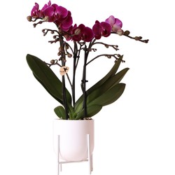 Kolibri Orchids | paarse Phalaenopsis orchidee Morelia in Nordic pot wit – potmaat Ø9cm – 40cm hoog | bloeiende kamerplant in bloempot - vers van de kweker