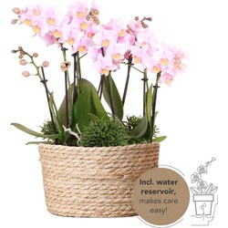 Kolibri Orchids | roze plantenset in Reed Basket incl. waterreservoir | drie roze orchideeën Andorra 9cm en drie groene planten | Jungle Bouquet roze met zelfvoorzienend waterreservoir