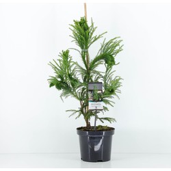 Cryptomeria jap cristata 65 cm