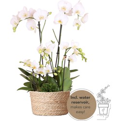 Kolibri Orchids | witte plantenset in Reed Basket incl. waterreservoir | drie witte orchideeën en drie groene planten | Field Bouquet wit met zelfvoorzienend waterreservoir