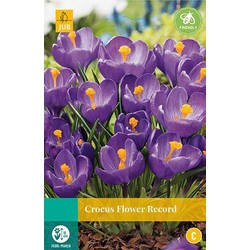 3 stuks - Crocus Flower Record 12 bollen