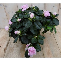 Kamerplant Azalea roze - Warentuin Natuurlijk
