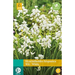 3 stuks - Hyacinthoides hisp. wit 8 bollen