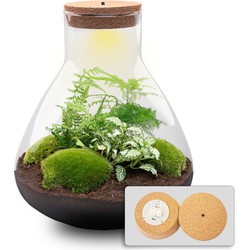 URBANJNGL - Planten terrarium - Sam XL - Ecosysteem met plant - ↑ 35 cm