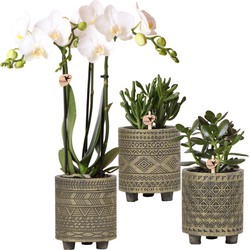 Planten set Binti grey | Set met witte Phalaenopsis Orchidee en Succulenten incl. cementen sierpotten