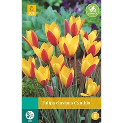 5 stuks - Tulipa clusiana Cynthia 8 bollen