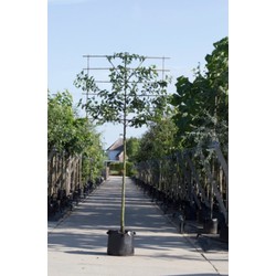 Sierpeer als leiboom Pyrus call. Chanticleer h 340 cm st. omtrek 16 cm st. h 220 cm