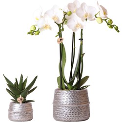 Kolibri Company - Planten set Groove zilver | Set met witte Phalaenopsis orchidee Amabilis Ø9cm en groene plant Succulent Aloe Brevifolia Ø6cm  | incl. zilver keramieken sierpotten