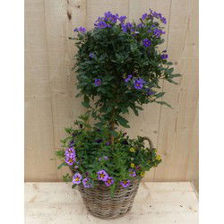 Rieten plantenbak Solanum Nachtschade met zomerbloeiers mix h70 cm