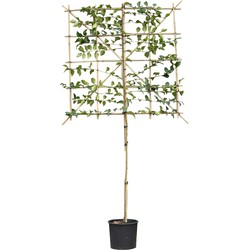 Portugese laurier Tico leiboom 120 cm Prunus lus. Tico 240 cm