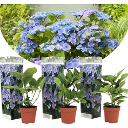Hortensia Teller - Set van 3 - Blauw - Hydrangea - Pot 9cm - Hoogte 25-40cm