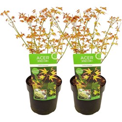 Acer palmatum 'Little Princess' - Set van 2 - Esdoorn - Pot 19cm -Hoogte 45-55cm