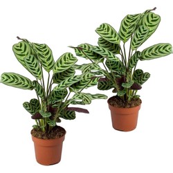 Ctenanthe 'gebedsplant' - Set van 2 - Burle-marxii - Pot 12cm - Hoogte 25-40cm