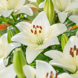 Lilium orientalis 'Happy Ice' - Set van 6 - Lelie - Bloemknollen - Wit