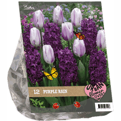 2 stuks - Urban Flowers Purple rain per 12