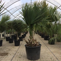 Dwergpalm Minor Sabal minor h 80 cm