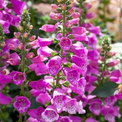 Digitalis purp. 'Dalmatian Purple'