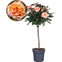 Rosa Palace 'Catherine' - Stamroos - Oranje - Potmaat 19 cm - Hoogte 80-100 cm