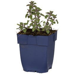 Nepeta faassenii 'Purrsian Blue'