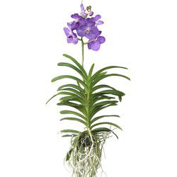 Royal Blue Orchidee - Vanda 'Magic Royal Blue' - Hoogte 90cm