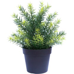 Kunstplant Asparagus in pot UV | NeverLeafs