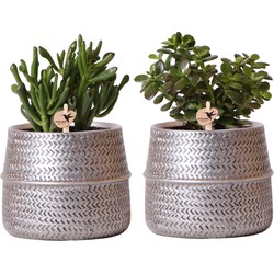 Kolibri Greens | Succulenten set van 2 planten in zilveren groove sierpotten - keramiek  potmaat Ø9cm