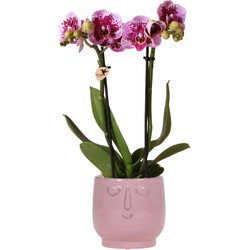 Kolibri Orchids | Roze paarse Phalaenopsis orchidee - El Salvador + Happy Face sierpot roze - potmaat Ø9cm - 35cm hoog | bloeiende kamerplant - vers van de kweker