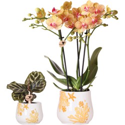 Kolibri Company - Planten set Coral Oranje | Set met oranje Phalaenopsis orchidee Jamaica Ø9cm en groene plant Calathea Ø6cm | incl. oranje keramieken sierpotten