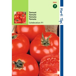 2 stuks - Tomaten Luxor Celebrity F1 Hybride