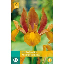 5 stuks - Iris hollandica Autumn Princess 8 bollen