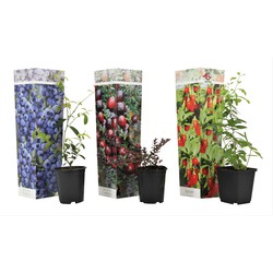 Superfruit - 3 Fruitbomen - Bosbes - Veenbes - Goji - Pot 9cm - Hoogte 25-40cm