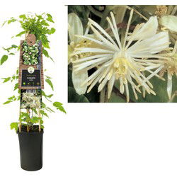 3 stuks - Klimplant Clematis vitalba 75 cm