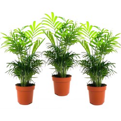 Chamaedorea elegans - Set van 3 - Dwergpalmen - Pot 12cm - Hoogte 30-40cm