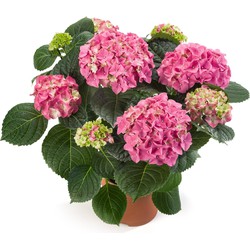 Kamerhortensia roze – 40cm hoog, ø14cm - bloeiende kamerplant - vers van de kwekerij
