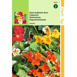 2 stuks - Tropaeolum Jewel Dubbelbl. Gemengd Laag