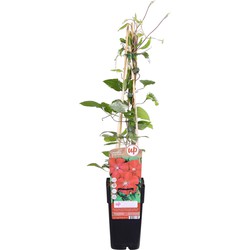 Hello Plants Clematis Rouge Cardinal Bosrank - Klimplant - Ø 15 cm - Hoogte: 65 cm