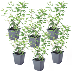 Nachtschade - Set van 6 - Lycianthes rantonnetii - Hoogte 25-40cm - ⌀9cm