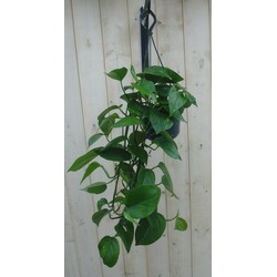 Hangplant Epipremnum donker groen - Warentuin Natuurlijk