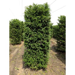 Taxus Baccata 250 cm - Quickhedge