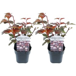 Physocarpus 'Lady in Red' - Set van 2 - Struik - Pot 17cm - Hoogte 30-40cm