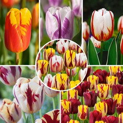 Tulipa Flaming Beauty Mix - Tulpenbollen - Set van 30 - Bloembollen