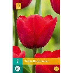 Tulipa ile de france